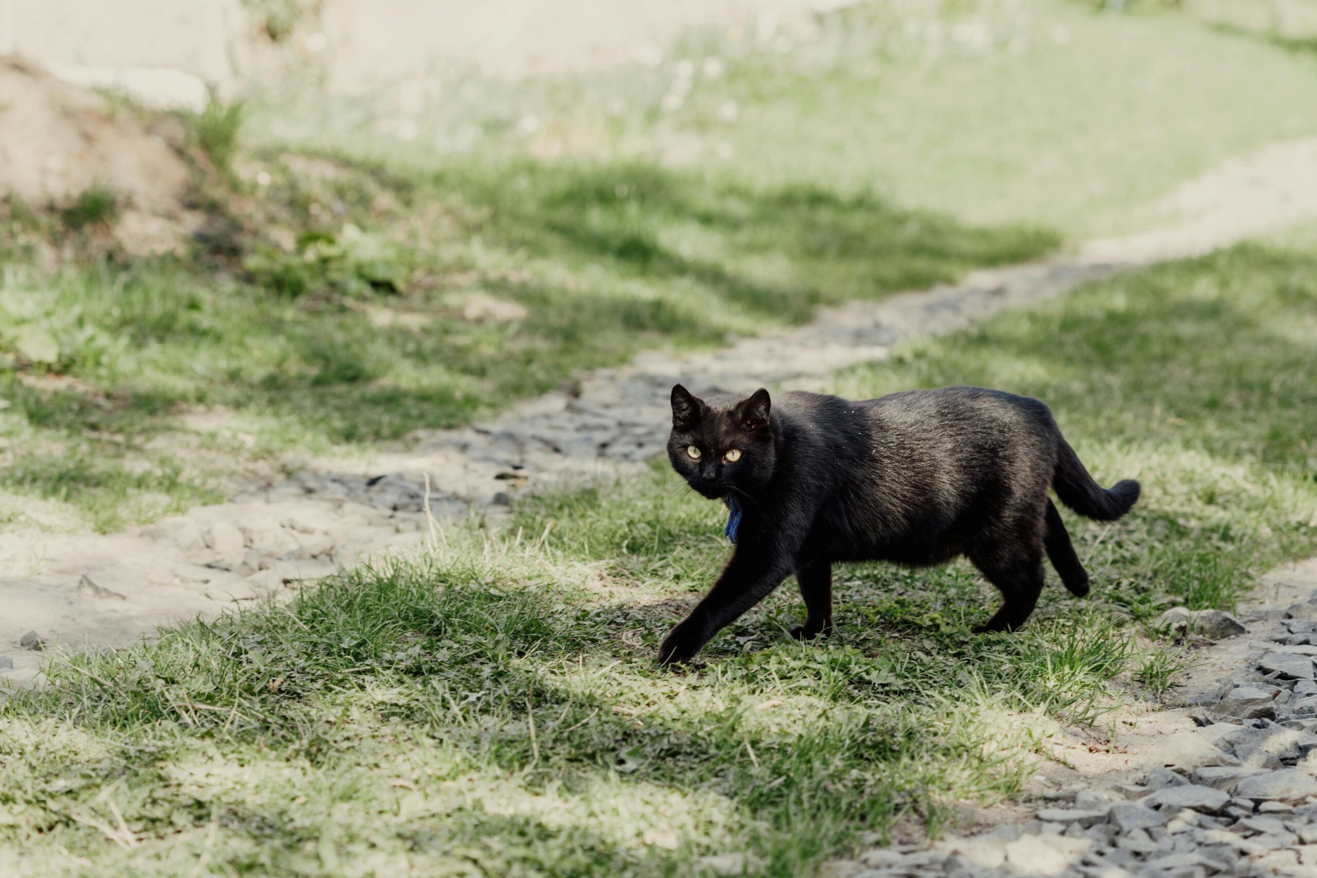 Bombay Cats